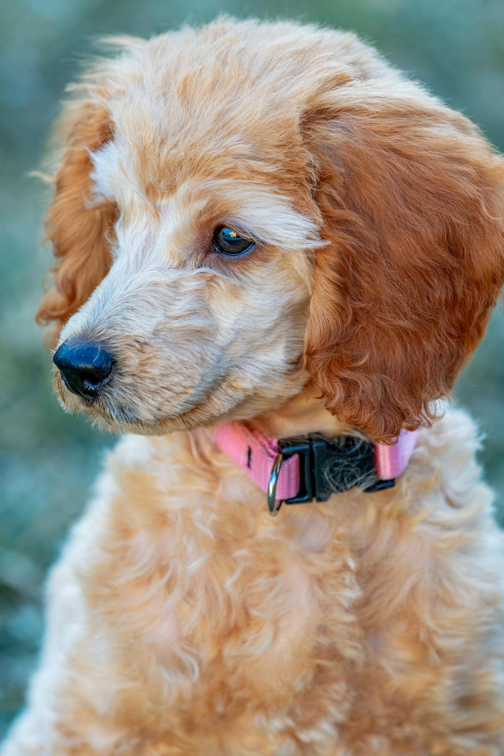 Beautiful dog with pink collar