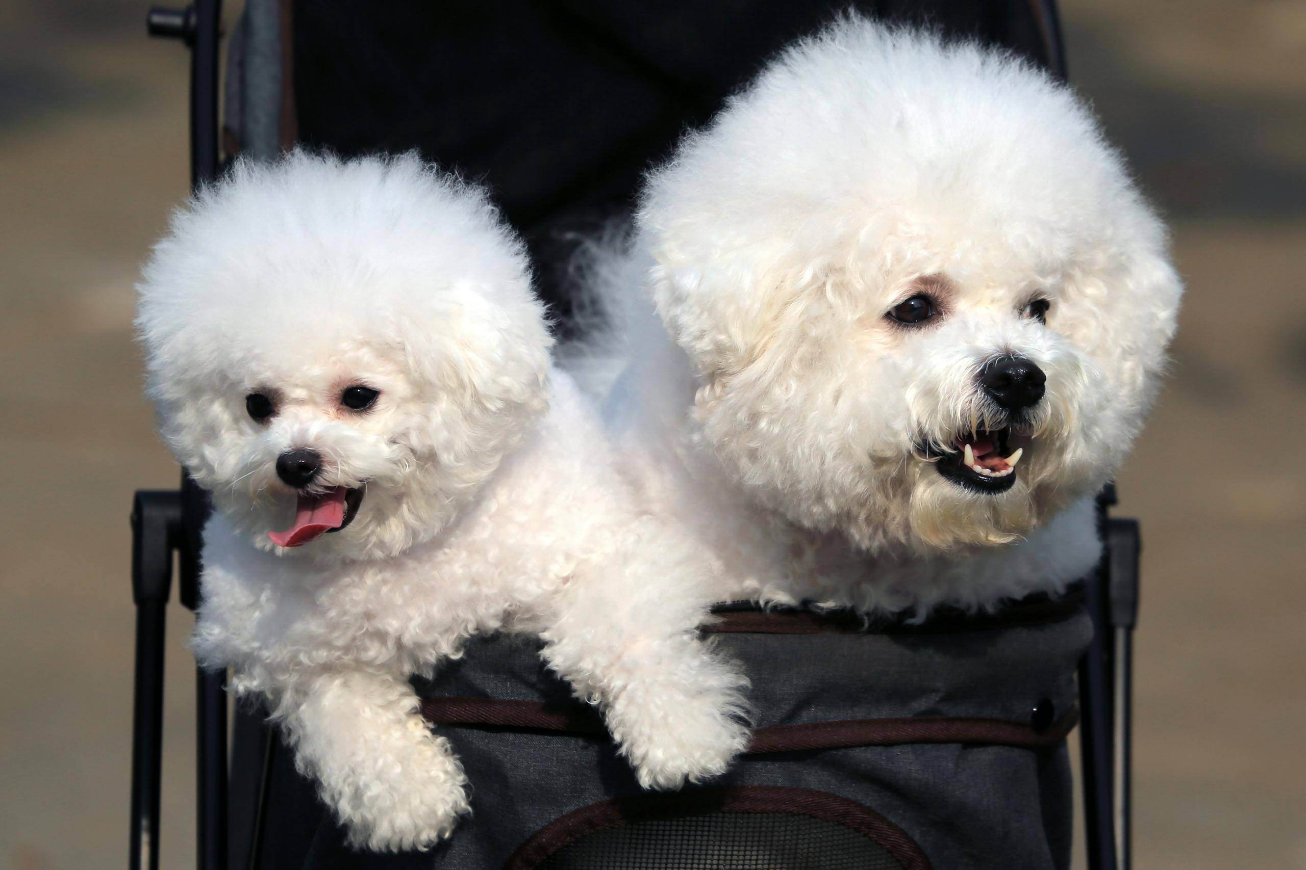 Poodles in Carriage